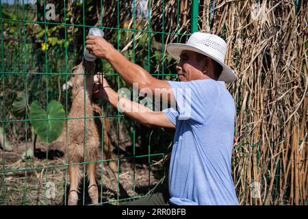 200807 -- YUEYANG, 7. August 2020 -- Züchter Li Weidong ernährt ein Milu, auch bekannt als Pere Davids Hirsch, in einem Rettungszentrum in Yueyang, zentralchinesische Provinz Hunan, 7. August 2020. Seit seiner Gründung im September 2016 hat das East Dongting Lake Milu Deer and Bird Rescue Center Milu Deer and Bird Rescue Center in der Gegend gerettet, gefüttert und rehabilitiert. Im Zentrum werden derzeit 14 Milu-Hirsche betreut. CHINA-HUNAN-YUEYANG-MILU REHRETTUNG CN CHENXSIHAN PUBLICATIONXNOTXINXCHN Stockfoto