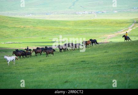 200809 -- XILIN GOL, 9. August 2020 -- Xilinhua Herden Pferde auf dem Baiyinxile-Grasland in Xilinhot, Nordchina's Inner Mongolia Autonomous Region, 4. August 2020. Die Sommervationtion war Xilinhuas Lieblingszeit des Jahres. Um die Mittelschule zu besuchen, lebt die 14-Jährige die meiste Zeit bei ihren Großeltern in der Innenstadt von Xilinhot, getrennt von ihren Eltern, die eine Ranch auf der Baiyinxile-Weide betreiben. Daher bedeutet Sommer Entspannung und Wiedervereinigung zur siebten Klasse. Xilinhuas Vater Gangsuhe ist ein berühmter Reiter. Xilinhua lernte von ihm und beherrschte auch die Reitfertigkeiten Stockfoto