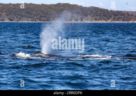 200810 -- SYDNEY, 10. Aug. 2020 Xinhua -- das Aktenfoto vom 12. November 2017 zeigt einen Buckelwal in Jervis Bay, New South Wales, Australien. Für ein kürzlich veröffentlichtes Forschungsprojekt sammelten und analysierten Wissenschaftler der University of New South Wales UNSW Proben von Walrocken aus ihrem Schlag, der dem Schleim einer menschlichen Nase ähnelt. Sie fanden heraus, dass wie beim Menschen die mikrobielle Vielfalt und der Reichtum in den Atemwegen der Wale mit dem allgemeinen Gesundheitszustand des Wirts in Verbindung gebracht wurden. ZU GEHEN MIT: Australische Forschung verbindet Walrochen mit seinem Gesundheitszustand Xinhua/Bai Xuefei AUSTRALIA-WAL Stockfoto