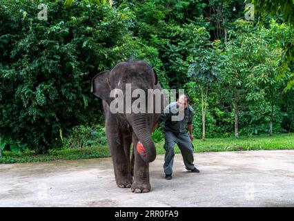 200812 -- XISHUANGBANNA, 12. August 2020 -- Ein Züchter spielt mit Yangniu, einem geretteten asiatischen Elefanten, während einer Feier seines 5-jährigen Geburtstages im Asian Elephant Breeding and Rescue Center in der Autonomen Präfektur XISHUANGBANNA Dai, Provinz Yunnan im Südwesten Chinas, 12. August 2020. Yangniu wurde 2015 gerettet und später in das Asian Elephant Breeding and Rescue Center geschickt. Es wächst gesund mit der guten Pflege von vier Vollzeitzüchtern. CHINA-YUNNAN-XISHUANGBANNA-WELT ELEFANTENTAG CN CHENXXINBO PUBLICATIONXNOTXINXCHN Stockfoto