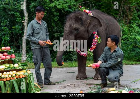 200812 -- XISHUANGBANNA, 12. August 2020 -- Züchter füttern Yangniu, einen geretteten asiatischen Elefanten, mit einem besonderen Geburtstagskuchen, um seinen 5-jährigen Geburtstag im Asian Elephant Breeding and Rescue Center in der Autonomen Präfektur Xishuangbanna Dai, Provinz Yunnan im Südwesten Chinas, 12. August 2020 zu feiern. Yangniu wurde 2015 gerettet und später in das Asian Elephant Breeding and Rescue Center geschickt. Es wächst gesund mit der guten Pflege von vier Vollzeitzüchtern. CHINA-YUNNAN-XISHUANGBANNA-WELT ELEFANTENTAG CN CHENXXINBO PUBLICATIONXNOTXINXCHN Stockfoto