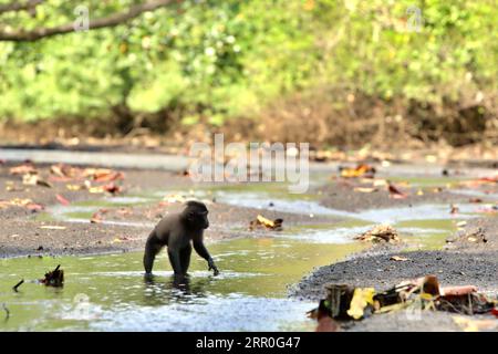 Ein Makaken (Macaca nigra), ein Jungtier, ernährt sich an einem Bach in der Nähe eines Strandes im Tangkoko-Wald, Nord-Sulawesi, Indonesien. Der Klimawandel kann das Verhalten und den Fortpflanzungszyklus dieser bedrohten Arten schrittweise verändern und gleichzeitig ihre Habitateignung verringern. Ein kürzlich erschienener Bericht zeigte, dass die Temperatur im Tangkoko-Wald zunimmt und die Fruchtfülle insgesamt zurückging, während die Makaken mit Schopfkämmen gleichzeitig zu den 10 % der Primatenarten gehören, die sehr anfällig für Dürren sind. Ohne die Erwärmungstemperatur haben Primaten bereits unter... Stockfoto