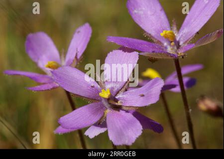 Blumen von Byblis filifolia, der fleischfressenden Regenbogenpflanze, in natürlichem Lebensraum, Western Australia Stockfoto