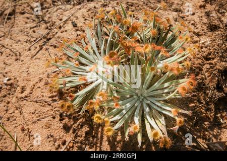 Fleischfressender Sonnentau Drosera ordensis mit klebrigen Blattspitzen, der in seinem natürlichen Lebensraum im Nordwesten Australiens in rotem Sand wächst Stockfoto