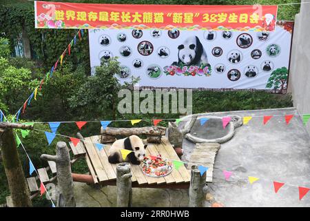 200816 -- CHONGQING, 16. August 2020 -- Giant Panda Xinxing genießt ihren besonderen Geburtstagskuchen im Chongqing Zoo in der südwestchinesischen Gemeinde Chongqing, 16. August 2020. Die berühmte Oma Panda des Zoos wurde am Sonntag 38 Jahre alt, was 110-150 Menschenjahren entspricht. CHINA-CHONGQING-ÄLTESTER GEFANGENER RIESE PANDA-GEBURTSTAG CN TANGXYI PUBLICATIONXNOTXINXCHN Stockfoto