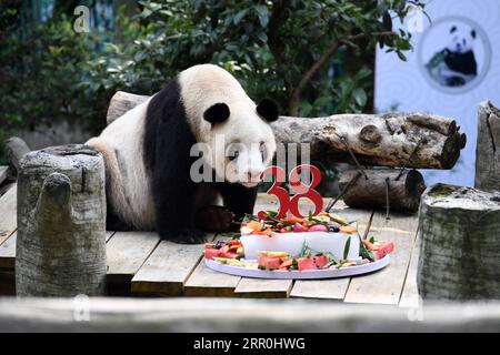 News Bilder des Tages 200816 -- CHONGQING, 16. August 2020 -- Giant Panda Xinxing genießt ihren besonderen Geburtstagskuchen im Chongqing Zoo in der südwestchinesischen Gemeinde Chongqing, 16. August 2020. Die berühmte Oma Panda des Zoos wurde am Sonntag 38 Jahre alt, was 110-150 Menschenjahren entspricht. CHINA-CHONGQING-ÄLTESTER GEFANGENER RIESE PANDA-GEBURTSTAG CN TANGXYI PUBLICATIONXNOTXINXCHN Stockfoto