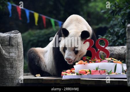 200816 -- CHONGQING, 16. August 2020 -- Giant Panda Xinxing genießt ihren besonderen Geburtstagskuchen im Chongqing Zoo in der südwestchinesischen Gemeinde Chongqing, 16. August 2020. Die berühmte Oma Panda des Zoos wurde am Sonntag 38 Jahre alt, was 110-150 Menschenjahren entspricht. CHINA-CHONGQING-ÄLTESTER GEFANGENER RIESE PANDA-GEBURTSTAG CN TANGXYI PUBLICATIONXNOTXINXCHN Stockfoto