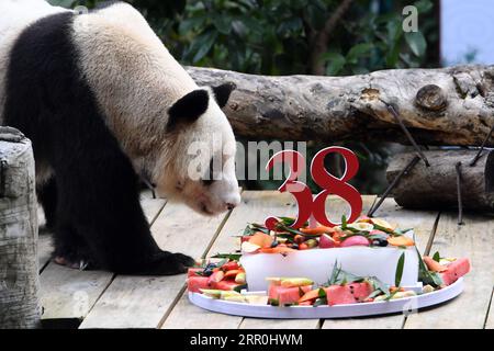 200816 -- CHONGQING, 16. August 2020 -- Giant Panda Xinxing genießt ihren besonderen Geburtstagskuchen im Chongqing Zoo in der südwestchinesischen Gemeinde Chongqing, 16. August 2020. Die berühmte Oma Panda des Zoos wurde am Sonntag 38 Jahre alt, was 110-150 Menschenjahren entspricht. CHINA-CHONGQING-ÄLTESTER GEFANGENER RIESE PANDA-GEBURTSTAG CN TANGXYI PUBLICATIONXNOTXINXCHN Stockfoto