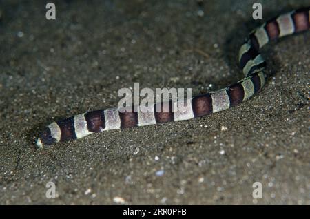 Banded Snake Ael, Myrichthys Colubrinus, auf Sand, Sagea Jetty Tauchplatz, WEDA, Halmahera, North Maluku, Indonesien, Halmahera-Meer Stockfoto