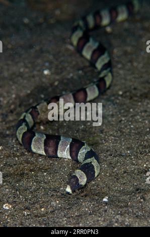 Banded Snake Ael, Myrichthys Colubrinus, auf Sand, Sagea Jetty Tauchplatz, WEDA, Halmahera, North Maluku, Indonesien, Halmahera-Meer Stockfoto