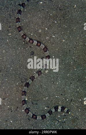 Banded Snake Ael, Myrichthys Colubrinus, auf Sand, Sagea Jetty Tauchplatz, WEDA, Halmahera, North Maluku, Indonesien, Halmahera-Meer Stockfoto