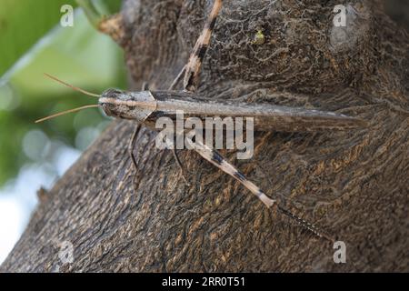 Nahaufnahme einer Heuschrecke auf einer Baumrinde. Stockfoto