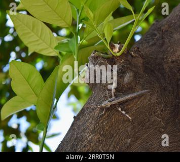 Nahaufnahme einer Heuschrecke auf einer Baumrinde. Stockfoto