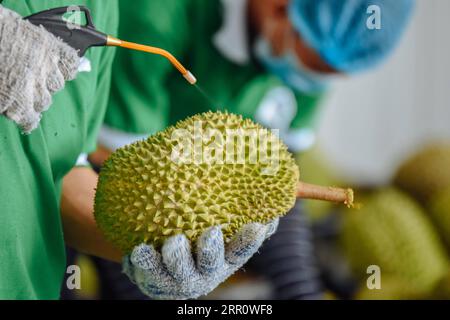 200827 -- HONGKONG, 27. August 2020 -- Ein Arbeiter reinigt einen Durian in einer Durian-Verarbeitungsfabrik in Pahang, Malaysia, 18. Juni 2019. ZU XINHUA-SCHLAGZEILEN VON AUG. 27, 2020 CHINA-ASEAN-COVID-19-TRADE-GROWTH ZhuxWei PUBLICATIONxNOTxINxCHN Stockfoto