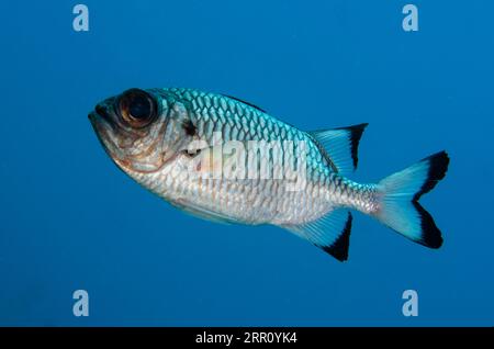Shadowfin Soldierfish, Myripristis adusta, Sardine Reef Tauchplatz, Dampier Strait, Raja Ampat, West Papua, Indonesien Stockfoto