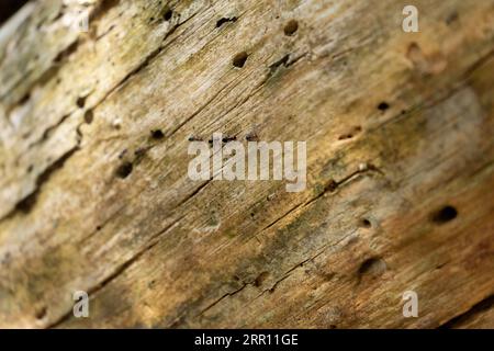 Ameisen mit seinem roten Kopf zu Fu auf der Rinde von einem Olivenbaum  Stockfotografie - Alamy