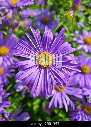 Eine Nahaufnahme einer Gruppe von wunderschönen lila Asterblüten. Stockfoto