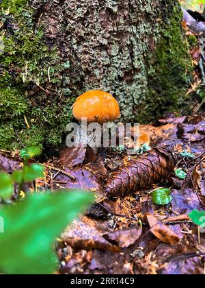 Rotkappiger Steinpilz wächst im Nordwald durch Espenbäume Stockfoto