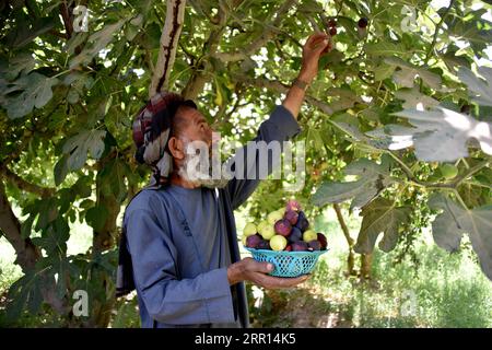 200904 -- KANDAHAR, 4. September 2020 -- ein afghanischer Bauer erntet Feigen in einem Garten im Arghandab-Bezirk der Provinz Kandahar, Afghanistan, 3. September 2020. ZU DIESEM Feature: Feigenbau hilft Broterwerb, die Wirtschaft in der afghanischen Provinz Kandahar anzukurbeln Foto von /Xinhua AFGHANISTAN-KANDAHAR-HARVEST-FIG SanaullahxSeiam PUBLICATIONxNOTxINxCHN Stockfoto