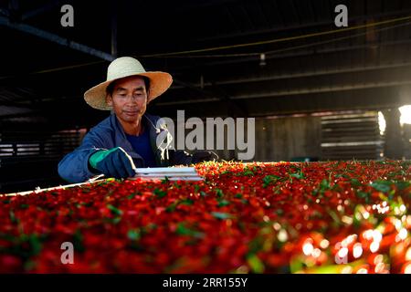 200905 -- DELINGHA, 5. September 2020 -- Li Fuwen trocknet Goji-Beeren im Dorf Quanshui in der mongolischen und tibetischen Autonomen Präfektur Haixi, Provinz Qinghai im Nordwesten Chinas, 2. September 2020. Li Fuwen, 51, lebt im Dorf Quanshui in Delingha, Haixi. Als Li 2011 die Goji-Beerenindustrie im Qaidam-Becken boomte, beschloss er, in seine Heimatstadt zurückzukehren, um Goji-Beeren anzubauen. Im Jahr 2014 erreichten seine Beeren schließlich die volle Fruchtperiode. Li verdiente in dieser Saison 120.000 Yuan über 17.541 US-Dollar. Seitdem erweiterte Li den Scal schrittweise Stockfoto