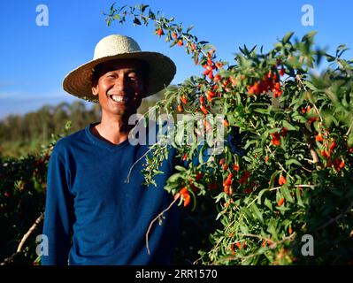 200905 -- DELINGHA, 5. September 2020 -- Li Fuwen wird mit seinen Goji-Beeren im Dorf Quanshui in der mongolischen und tibetischen Autonomen Präfektur Haixi, Provinz Qinghai im Nordwesten Chinas, 2. September 2020 gesehen. Li Fuwen, 51, lebt im Dorf Quanshui in Delingha, Haixi. Als Li 2011 die Goji-Beerenindustrie im Qaidam-Becken boomte, beschloss er, in seine Heimatstadt zurückzukehren, um Goji-Beeren anzubauen. Im Jahr 2014 erreichten seine Beeren schließlich die volle Fruchtperiode. Li verdiente in dieser Saison 120.000 Yuan über 17.541 US-Dollar. Seitdem dehnt sich Li allmählich aus Stockfoto