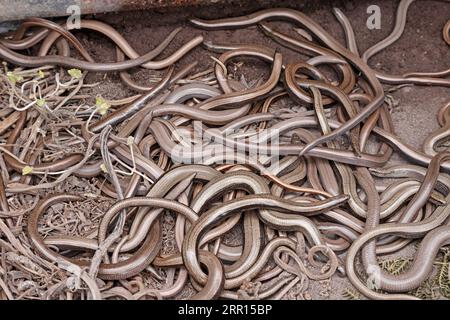 Slow Worms auf Skokholm Pembrokeshire wales Stockfoto