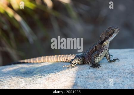 Ein östlicher Wasserdrache genießt die Sonne in Georges Head, Headland Park, Sydney, Australien. Headland Park, Mosman, besteht aus drei Bezirken Stockfoto