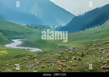 Trekking durch Schafsland im schönen Warwan Valley, Kaschmir, Indien Stockfoto