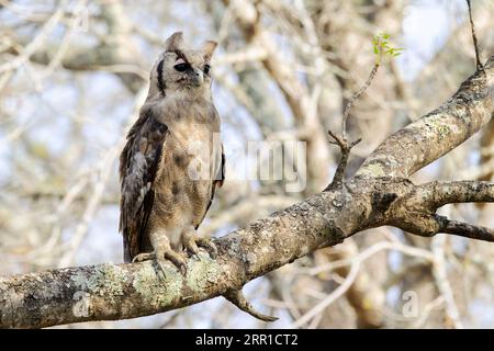 Verreaux's Eagle-Owl (Bubo lacteus) thront auf einem Zweig, Kruger National Park, Südafrika. Stockfoto