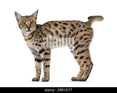 Wunderschöne F6 Savannah Katze, seitlich stehend. Blick direkt in die Kamera mit lustig verärgertem Gesicht. Isoliert auf weißem Hintergrund. Stockfoto