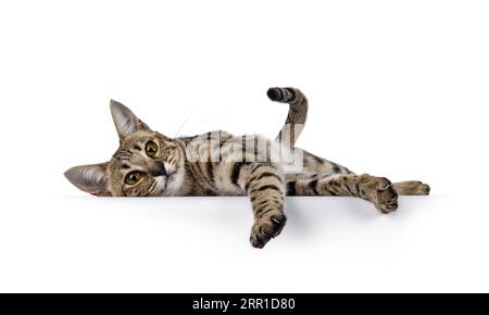 Wunderschöne F6 Savannah-Katze, die seitlich die Pfoten über den Rand streckt. Blick direkt in die Kamera. Isoliert auf weißem Hintergrund. Stockfoto