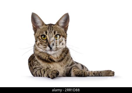 Wunderschöne F6 Savannah Katze, die sich nach vorne legt. Blick direkt in die Kamera. Isoliert auf weißem Hintergrund. Stockfoto