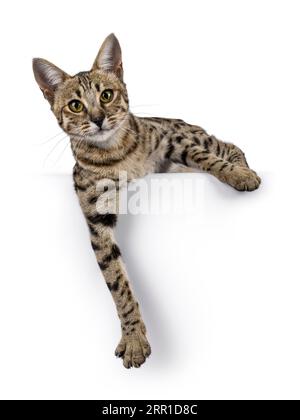 Wunderschöne F6 Savannah-Katze, die sich nach vorne legt, mit Pfoten, die entspannt vom Rand herabhängen. Blick direkt in die Kamera. Isoliert auf weißem Hintergrund Stockfoto