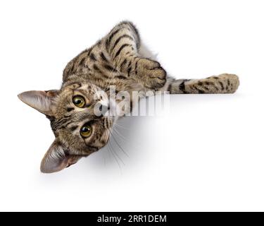 Wunderschöne F6 Savannah-Katze, die sich kopfüber über die Kante nach vorne legt. Blick direkt in die Kamera. Isoliert auf weißem Hintergrund. Stockfoto