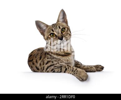 Wunderschöne F6 Savannah-Katze, die sich auf Seitenwege legt. Blick direkt in die Kamera. Isoliert auf weißem Hintergrund. Stockfoto