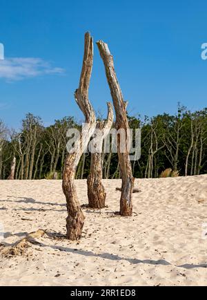 Tote Bäume, Slovincian National Park, Slowinski Park Narodowy, Polen Stockfoto