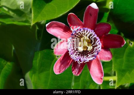 Purple Passionsfrucht Blume, Serra da Canastra, Minas Gerais Bundesstaat, Brasilien Stockfoto