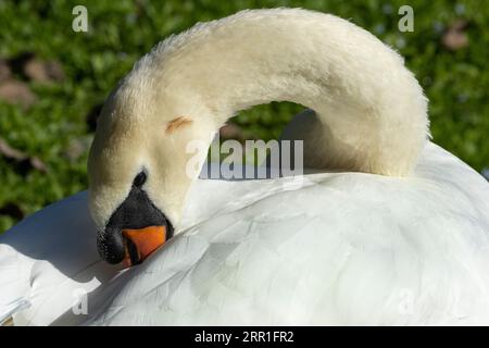 Der Mute Swan ist einer der größten Vögel Großbritanniens. Als Wasservogel verbringen sie regelmäßig Zeit damit, ihr weißes Gefieder, Öl aus Talgdrüsen, zu präparieren. Stockfoto