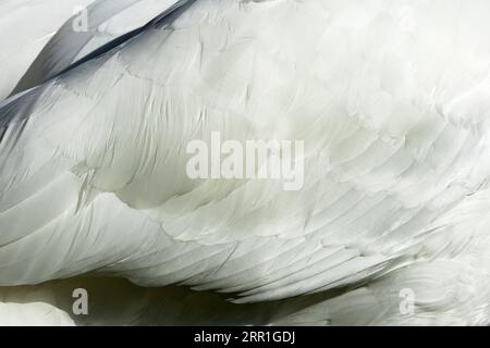 Der Stumme Schwan ist einer der größten Vögel Großbritanniens. Sie sind Bewohner und erhalten seit dem Mittelalter königlichen Schutz. Stockfoto