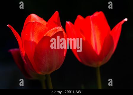 Tulip „Van Eijk“ (Tulipa „Van Eijk“) Stockfoto