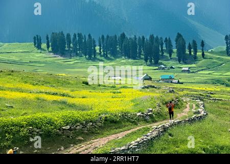 Trekking durch das wunderschöne grüne Warwan Valley, Kaschmir, Indien Stockfoto