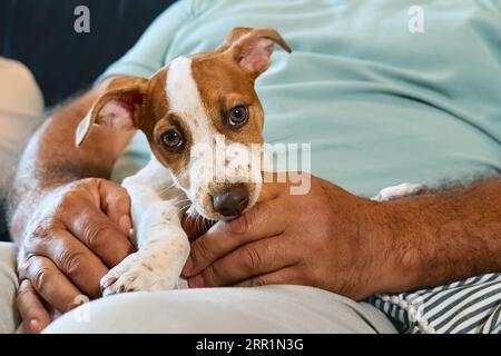 Jack Russell Terrier Welpe sitzt auf dem Schoß eines Mannes mittleren Alters und beißt in die Hand. Lustige kleine weiße und braune Hunde verbringen Zeit mit dem Besitzer zu Hause Stockfoto