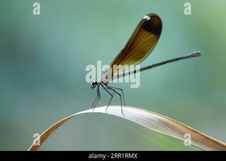 Selektiver Fokus der wilden Drachenfliege mit braunen Flügeln, die im Sommer auf dem Laub auf dem Land sitzen Stockfoto