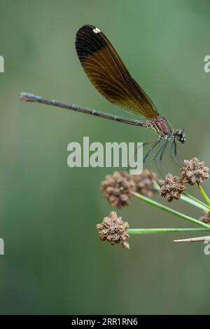 Selektiver Fokus einer wilden Drachenfliege mit braunen Flügeln, die im Sommer auf einer kleinen violetten Blume auf dem Land sitzen Stockfoto