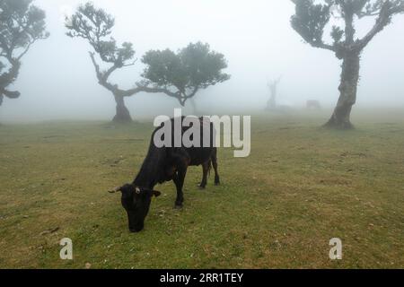 Schwarze Hauskuh mit Hörnern, die auf einer grünen Graswiese mit Bäumen des Fanal-Waldes von Madeira Island Portugal in nebeliger Morgenzeit bei Tageslicht agai weiden Stockfoto