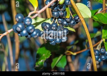 Reife Aronia-Beeren auf einem Baum in Deutschland Stockfoto