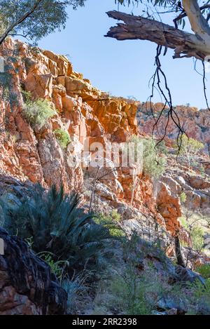 Ein MacDonnell Ranges Cycad (Macrozamia macdonnellii), unten links, wächst in der Nähe von Standley Chasm oder Angkerle Atwatye im Northern Territory, Australien Stockfoto