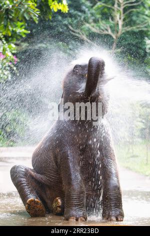 200930 -- KUNMING, 30. September 2020 -- ein asiatischer Elefant namens Xiao Qiang duscht im Asian Elephant Breeding and Rescue Center in der südwestchinesischen Provinz Yunnan, 12. November 2019. Obwohl Yunnan nur 4,1 Prozent der chinesischen Landfläche ausmacht, wird die Provinz dennoch als Königreich der Tiere und Pflanzen und Gene Bank of Species angesehen, da sie mehr als 50 Prozent der biologischen Arten des Landes beherbergt. In den letzten Jahren hat China mit der Durchsetzung von Gesetzen, Richtlinien und anderen Maßnahmen, wie dem Bau von Nationalparks, bedeutende Erfolge im Bereich der ökologischen Erhaltung erzielt Stockfoto