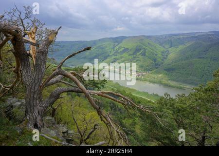 Teilweise sturmgeschädigte Kiefer und im Hintergrund das Dorf Schwallenbach an der Donau, Blick von der roten Mauer, Rossatz-Arnsdorf, unten Stockfoto