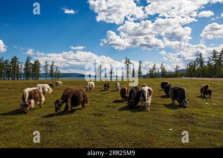 Yaks, Lake Khuvsgul, Mongolei Stockfoto